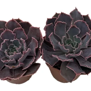 Neon Breakers Desert Rose Succulent - 2