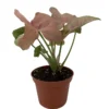 Neon Robusta Arrowhead Plant - Syngonium Rosey Mauve Pink - 2.5" Pot - Indoor Vine