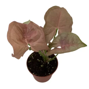 Neon Robusta Arrowhead Plant - Syngonium Rosey Mauve Pink - 2.5" Pot - Indoor Vine