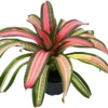Neoregelia Tricolor Perfecta Bromeliad Vase Plant - 4 Inch Pot - Colorful Houseplant