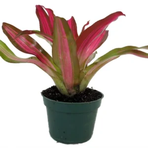 Neoregelia Tricolor Perfecta Bromeliad Vase Plant - 4 Inch Pot - Colorful Houseplant