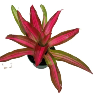 Neoregelia Tricolor Perfecta Bromeliad Vase Plant - 4 Inch Pot - Colorful Houseplant