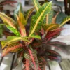 Nervia Croton House Plant 3.5" Pot - Colorful Indoor Plant