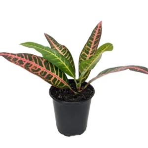 Nervia Croton House Plant 3.5