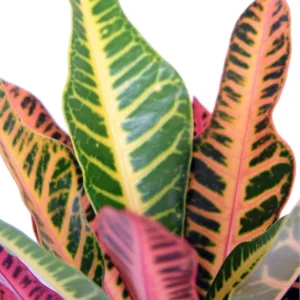 Nervia Croton House Plant 3.5