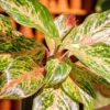 Night Sparkle Chinese Evergreen Plant 4 Inch Pot Aglaonema Collector's Series