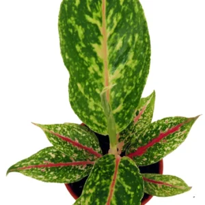 Night Sparkle Chinese Evergreen Plant 4 Inch Pot Aglaonema Collector's Series