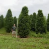 Nigra Dark Green Arborvitae Shrub - Thuja Evergreen - 4 inch Pot - Dark Green