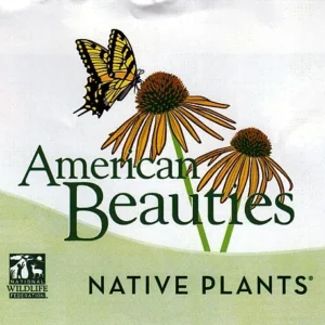 Nigra Dark Green Arborvitae Shrub - Thuja Evergreen - 4 inch Pot - Dark Green