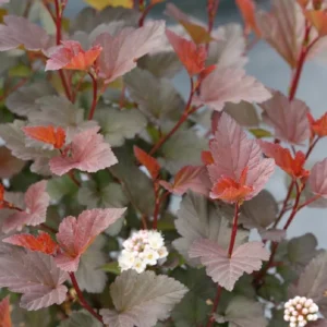 Ninebark Ginger Wine - Physocarpus Plant - 4 Inch Pot - Flowering Shrub