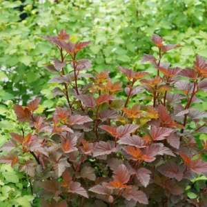 Ninebark Ginger Wine - Physocarpus Plant - 4 Inch Pot - Flowering Shrub
