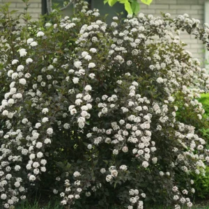 Ninebark Shrub 4