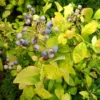 Northern Highbush Blueberry Sky Dew Gold - 4 inch Pot - Ornamental Blueberry Plant