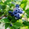 Northland Blueberry Plant - Hardy Variety - 2.5 inch Pot - Edible Berries