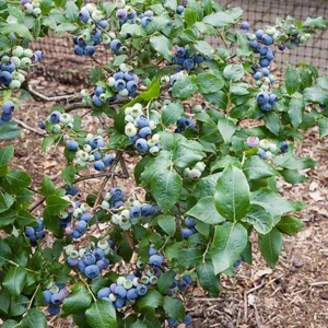 Northland Blueberry Plant - Hardy Variety - 2.5 inch Pot - Edible Berries