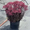 Nova Cherry Fizz Stonecrop Perennial Sedum 3" Pot - Cherry Pink Flowers