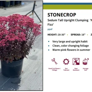 Nova Cherry Fizz Stonecrop Perennial Sedum 3" Pot - Cherry Pink Flowers