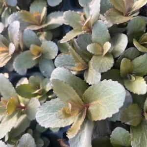 Nova Cherry Fizz Stonecrop Perennial Sedum 3