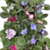 Novelty African Violet Plant - 4 Inch Pot - Unique Blooming Variety