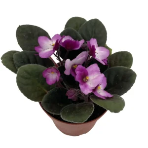 Novelty African Violet Plant - 4 Inch Pot - Unique Blooming Variety