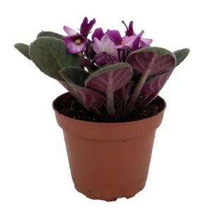 Novelty African Violet Plant - 4 Inch Pot - Unique Blooming Variety