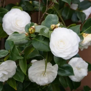 Nuccio's Gem Camellia Japonica Live Plant - Evergreen Shrub, 15 to 20 Inch Height, 1 Gallon Pot