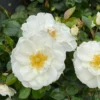 OSO EASY ICE BAY Landscape Rose - 4 Inch Pot - White Flowers