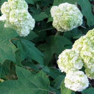 Oakleaf Hydrangea Gatsby Moon 4 inch Pot White Flowers