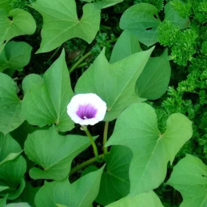 Okinawa Sweet Potato Slips - 20 Live Sweet Potato Vine Plants - Ready to Plant