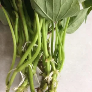 Okinawa Sweet Potato Slips - 20 Live Sweet Potato Vine Plants - Ready to Plant