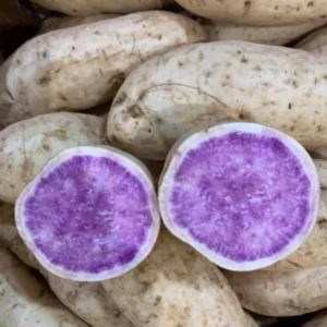 Okinawa Sweet Potato Slips - 20 Live Sweet Potato Vine Plants - Ready to Plant