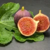 Olympian Fig Tree Start - Cold Hardy Organic Sweet Fig - Bare Root Self Pollinating