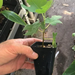 Olympian Fig Tree Start - Cold Hardy Organic Sweet Fig - Bare Root Self Pollinating