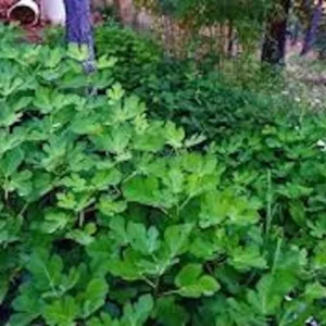 Olympian Fig Tree Start - Cold Hardy Organic Sweet Fig - Bare Root Self Pollinating