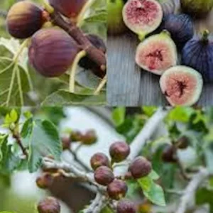 Olympian Fig Tree Start - Cold Hardy Organic Sweet Fig - Bare Root Self Pollinating