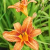 Orange Day Lily Plants - 3 Bare Roots - Water Garden Perennial - Orange Flowers