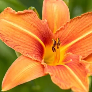 Orange Day Lily Plants - 3 Bare Roots - Water Garden Perennial - Orange Flowers