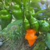 Orange Habanero Pepper Plants - Set of 2 Hot Chili Pepper Seedlings 4-6 Inch