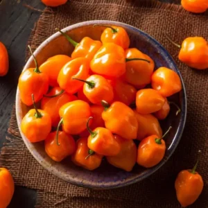 Orange Habanero Pepper Plants - Set of 2 Hot Chili Pepper Seedlings 4-6 Inch