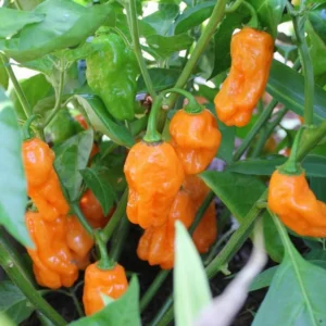Orange Habanero Pepper Plants - Set of 2 Hot Chili Pepper Seedlings 4-6 Inch
