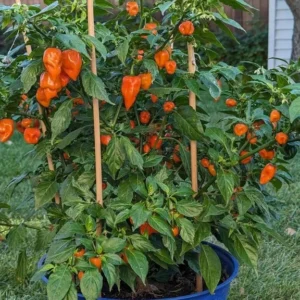 Orange Habanero Pepper Plants - Set of 2 Hot Chili Pepper Seedlings 4-6 Inch