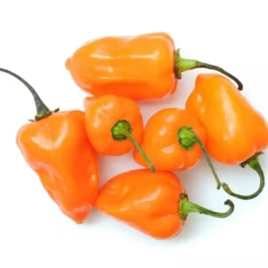 Orange Habanero Pepper Plants - Set of 2 Hot Chili Pepper Seedlings 4-6 Inch