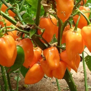 Orange Habanero Pepper Plants - Set of 2 Hot Chili Pepper Seedlings 4-6 Inch