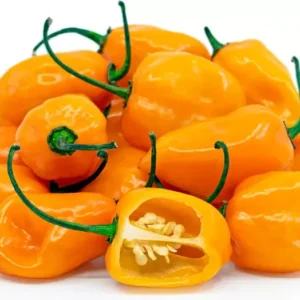 Orange Habanero Pepper Plants - Set of 2 Hot Chili Pepper Seedlings 4-6 Inch Tall