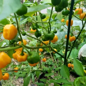 Orange Habanero Pepper Plants - Set of 2 Hot Chili Pepper Seedlings 4-6 Inch Tall