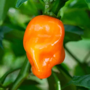Orange Habanero Pepper Plants - Set of 2 Hot Chili Pepper Seedlings 4-6 Inch Tall