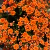 Orange Kalanchoe Blossfeldiana Live Plants with Plant Food, 6 to 8 in, Multicolor, Succulent