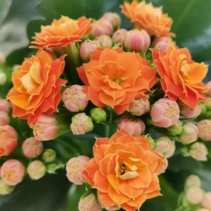 Orange Kalanchoe Blossfeldiana Live Plants with Plant Food, 6 to 8 in, Multicolor, Succulent