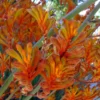 Orange Kangaroo Paw Live Plants - Exotic Flowering Shrubs - 1 Gallon Pot - Australian Native
