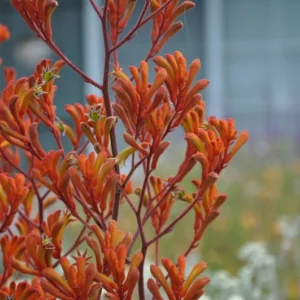 Orange Kangaroo Paw Live Plants - Exotic Flowering Shrubs - 1 Gallon Pot - Australian Native